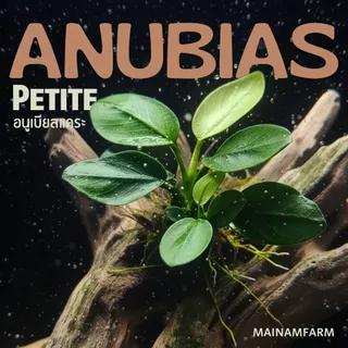 อนูเบียสแคระ 'ไลท์' (พริตตี้) ใบสีเขียวอ่อน - ANUBIAS NANA PETITE 'LIGHT' ต้นไม้น้ำ