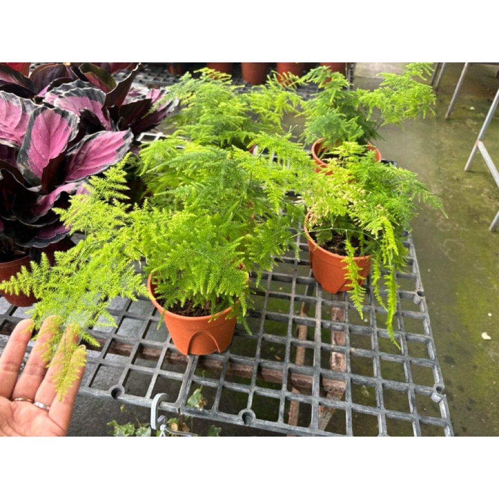 โปร่งฟ้า (Asparagus Fern / Plumosa Fern) ใบสวยร่มรำไร ใบสวย มงคล