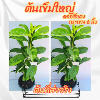 ต้นเข็มใหญ่ เข็มดอกใหญ่ สีแดง เข็มแดงใบใหญ่ ขนาดกระถาง 6 นิ้ว