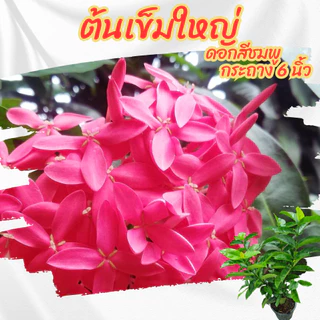ต้นเข็มดอกใหญ่ ดอกสีชมพู กระถาง 6 นิ้ว(ขั้นต่ำ 2 ต้น)(ส่งพร้อมกระถาง)