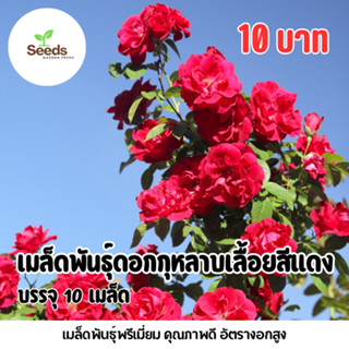เมล็ดพันธุ์ ดอกกุหลาบเลื้อยสีแดง บรรจุ 10 เมล็ด