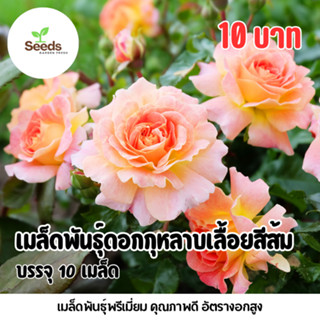 เมล็ดพันธุ์ ดอกกุหลาบเลื้อยสีส้ม บรรจุ 10 เมล็ด