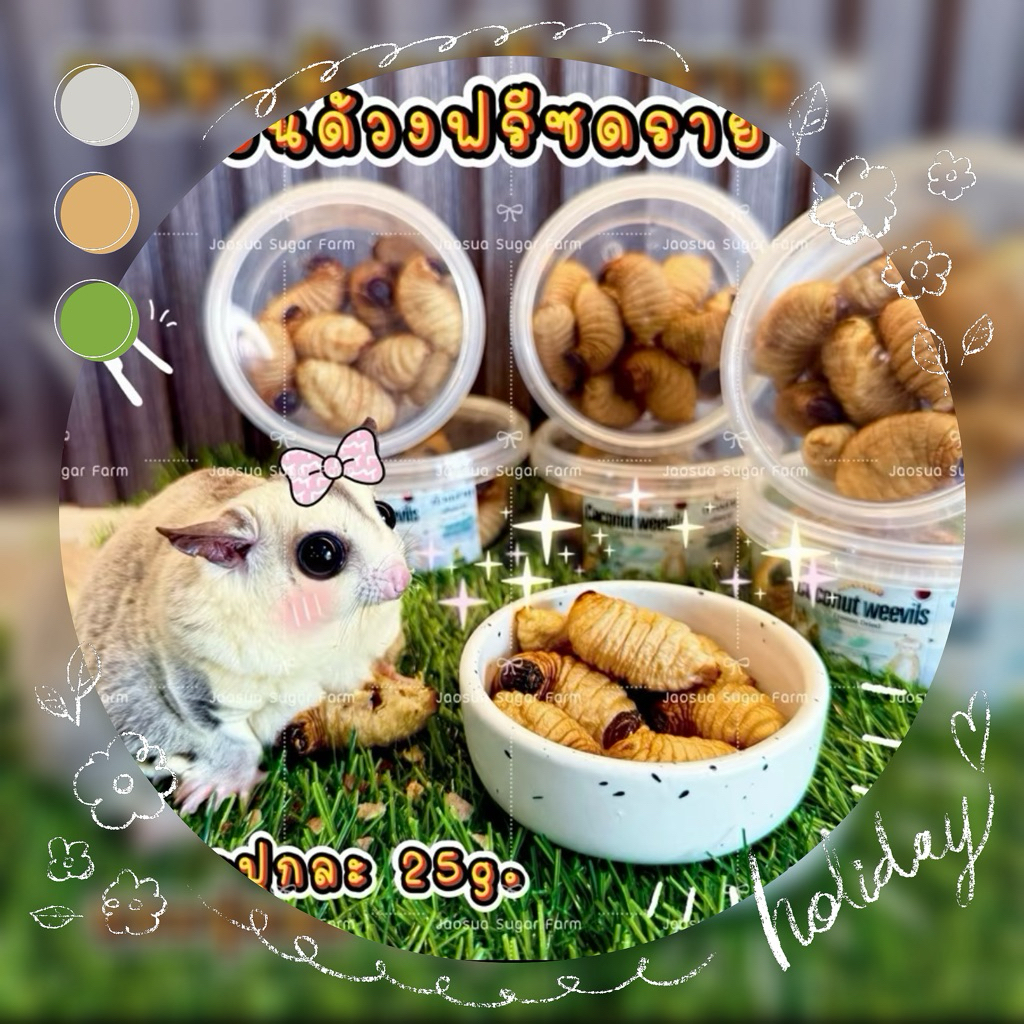 🥥🐛 ดวงสาคู ด้วงมะพร้าว หนอนด้วง ฟรีซดราย ด้วงอบแห้ง ขนาด 25 กรัม สำหรับสัตว์เลี้ยง ชูการ์  ลิง กระรอก แฮมสเตอร์ บุชเบบี้