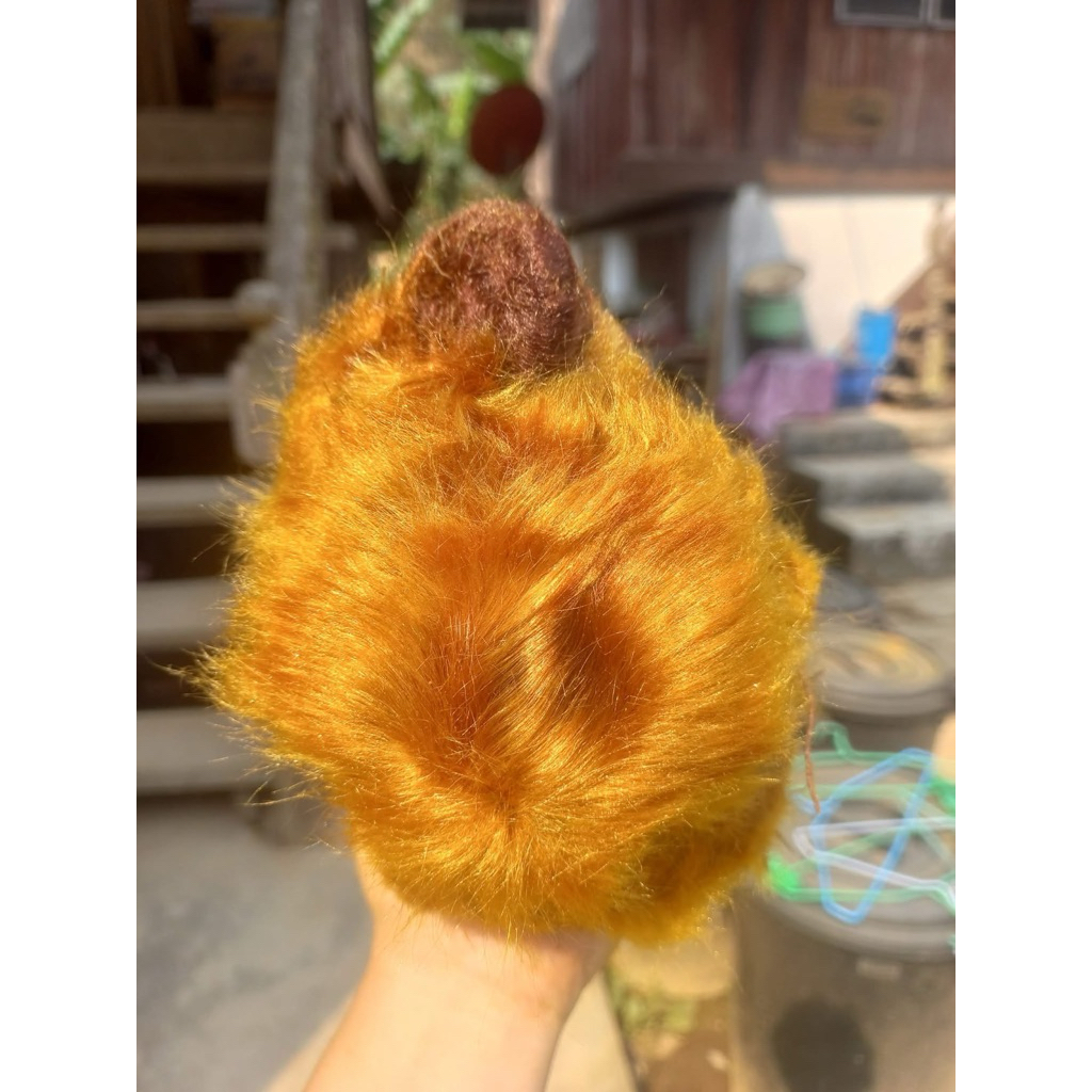 ว่านลูกไก่ทอง ไม้มงคล ขนสีเหลืองทอง