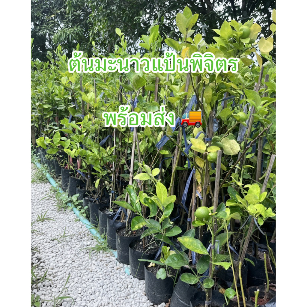 ต้นมะนาวแป้นพิจิตร กิ่งตอน ขนาด70-80ซม. ต้นพร้อมติดลูก ลูกดกมาก น้ำเยอะกลิ่นหอม