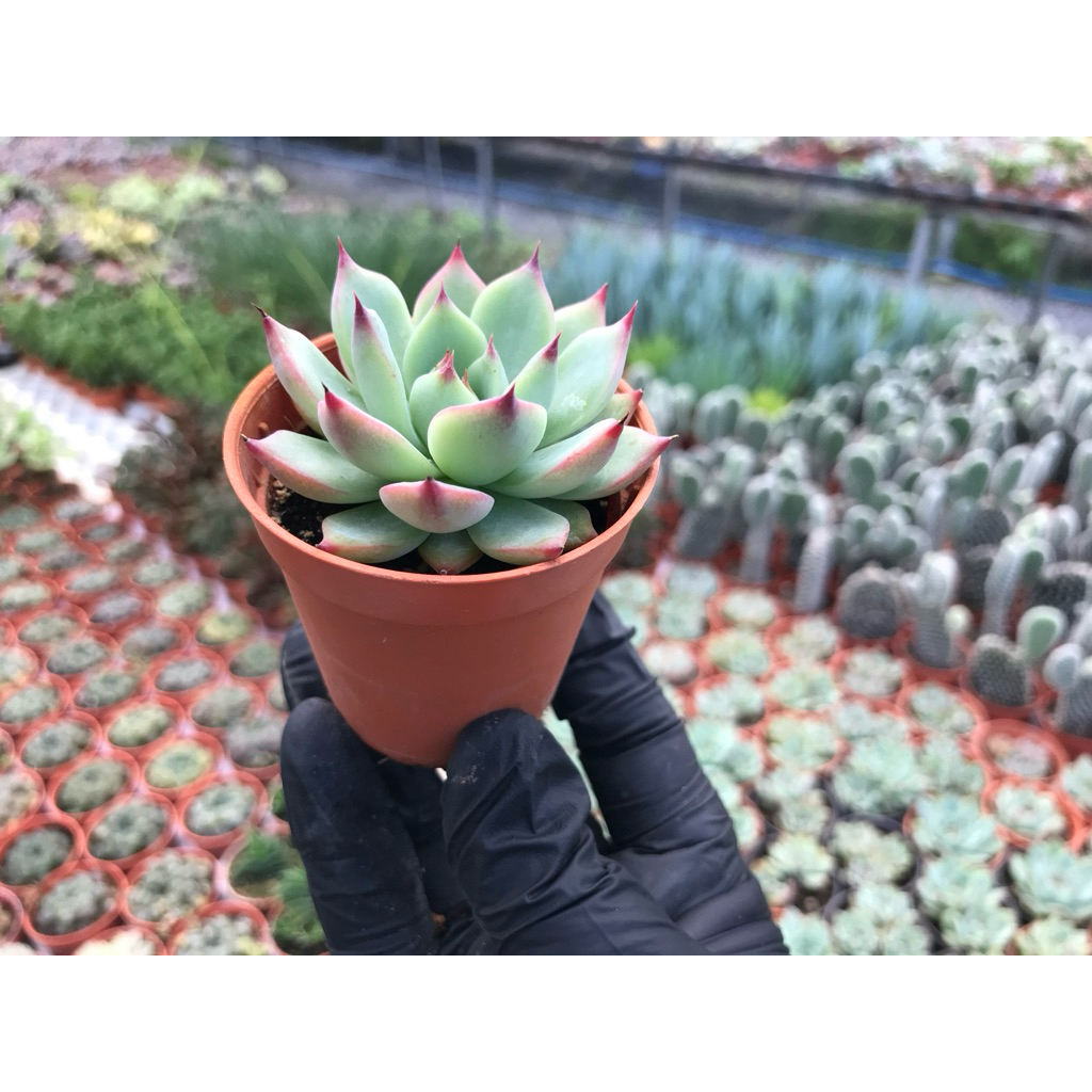 Echeveria Chihuahuensis