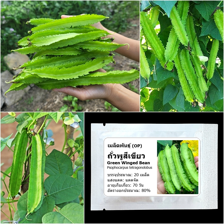 เมล็ดพันธุ์ ถั่วพูสีเขียว Green Winged Bean Seed 20 เมล็ด คุณภาพดี ของแท้ 100%
