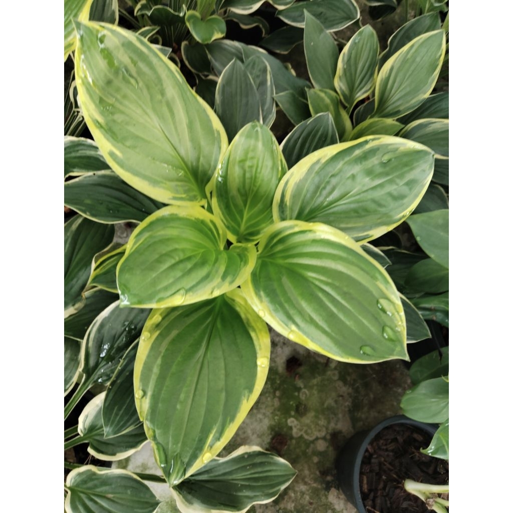 ต้นฮอทต้า ด่าง เหลือง Hosta หรือ Plantain Lily