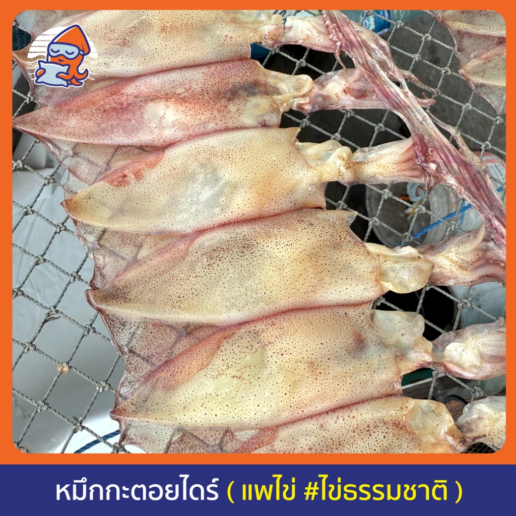 หมึกแพตากแห้ง (ไข่ธรรมชาติ) เรียงแพคัดสวย เรือไดร์แท้ๆ ไม่มีสารเคมี ไม่เค็ม สดใหม่ ปลอดภัย ไร้สารเคมี