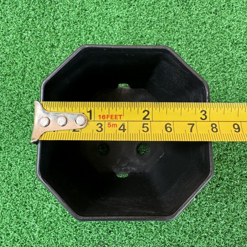 กระถางแคคตัส กระบองเพชร กระถางแปดเหลี่ยม 3 นิ้ว - รูปที่ 3