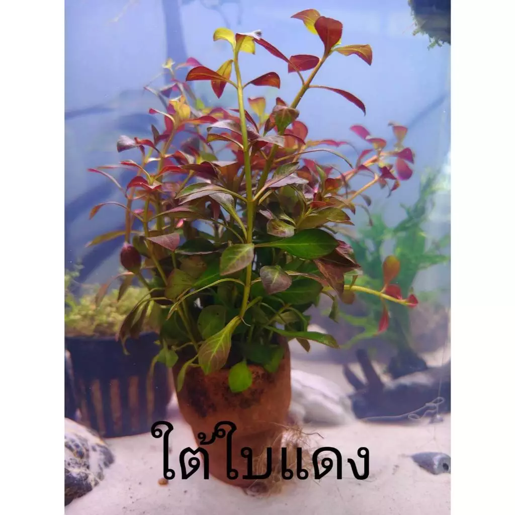 ใต้ใบแดง ไม้น้ำ แต่งตู้ปลา หรือ อ่างบัว ปลูกง่าย เขียวสด โตเร็ว ใส่กระถางดินเผาสีส้ม พร้อมปลูก