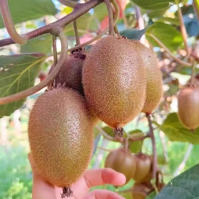 400 เมล็ด เมล็ดพันธุ์ กีวี่ ผลไม้กีวี่ ปลูกง่าย อัตราการงอกสูง Bonsai Kiwi Fruit Seeds Tropical Fruit Plants
