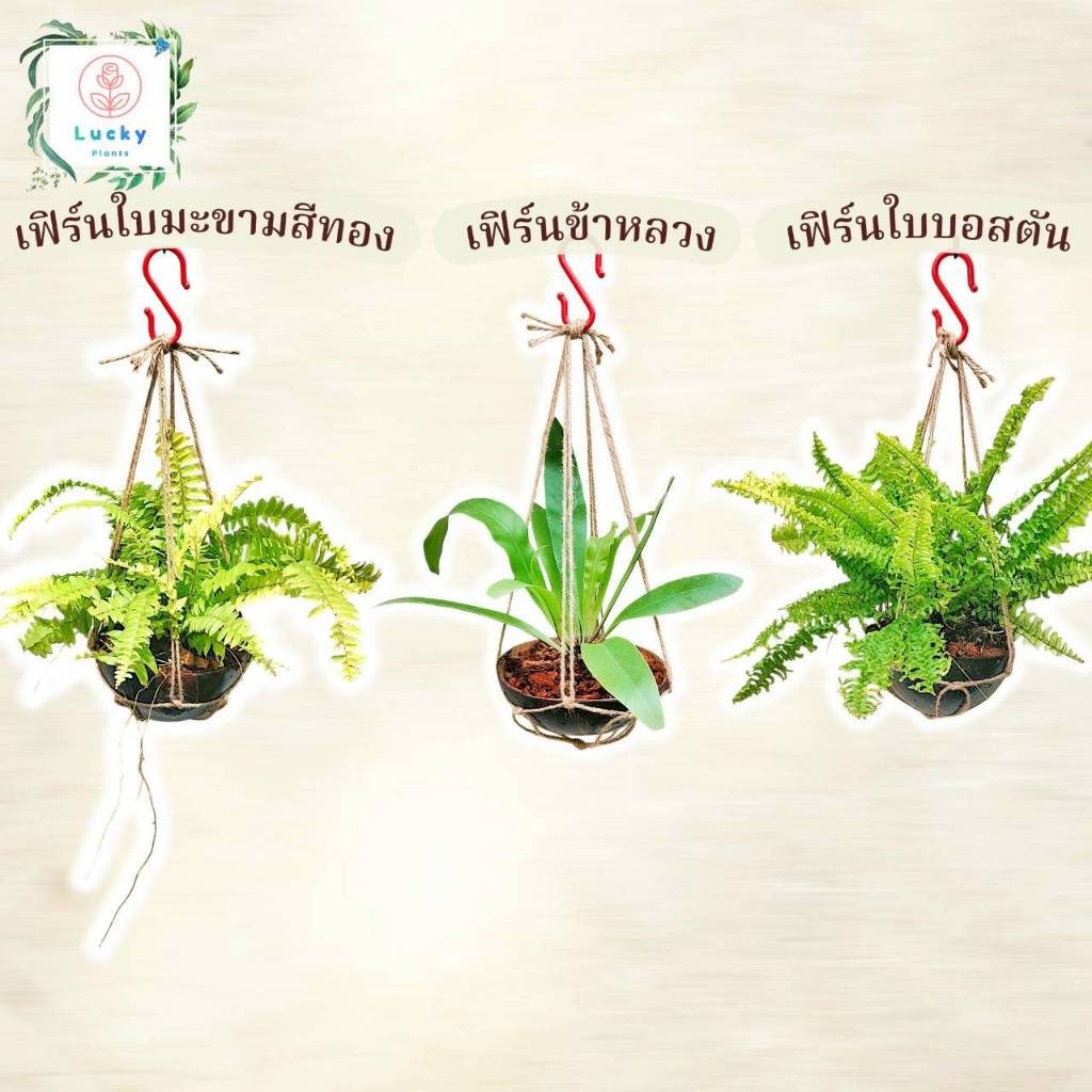 🍀เฟิร์นบอสตัน /เฟิร์นใบมะขามสีทอง /เฟิร์นข้าหลวง ปลูกในกะลา+เชือกป่าน+ตะขอแขวน