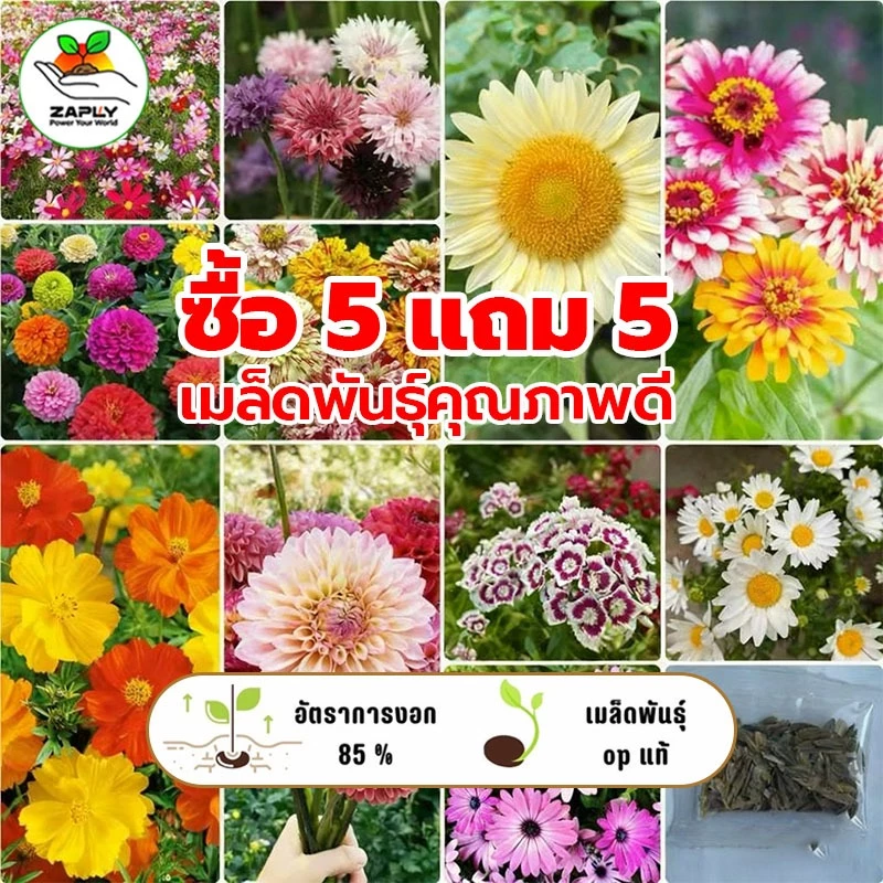 [​ซื้อ 5 แถม 5 ฟรี]เมล็ดพันธุ์​ดอกไม้ นานาชนิด เมล็ดเยอะราคาถูก เหมาะสำหรับบ้านและสวนขนาดเล็ก