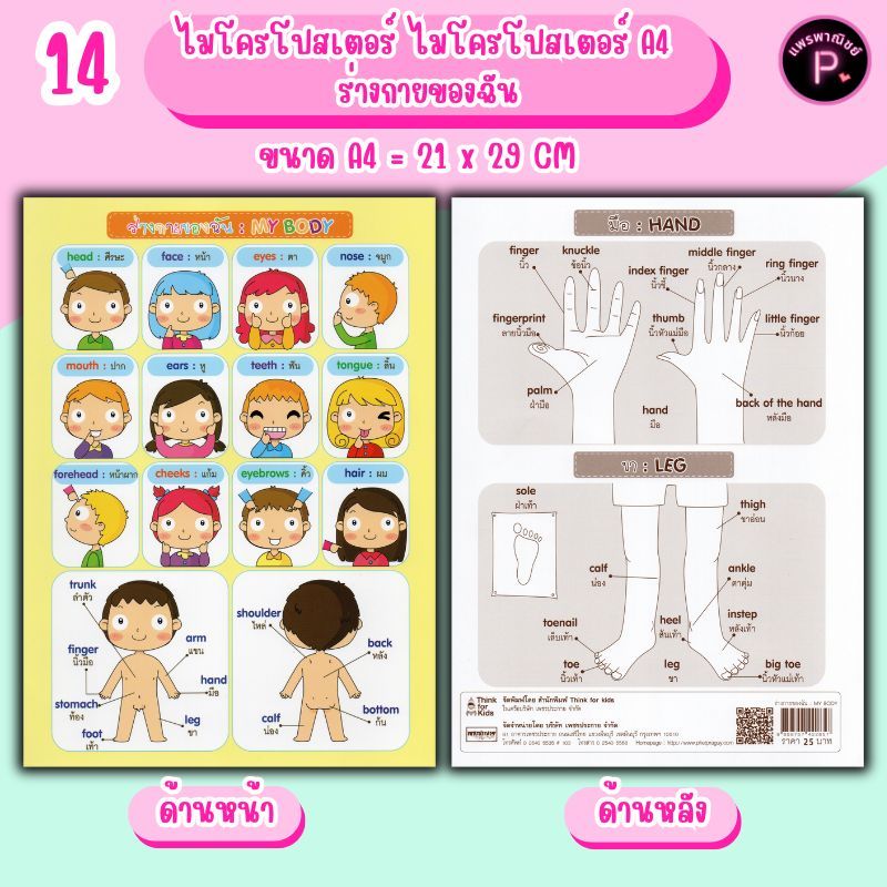 ไมโครโปสเตอร์ A4 ร่างกายของฉัน : โปสเตอร์ประกอบการศึกษา โปสเตอร์ร่างกายของเรา สื่อการสอนสำหรับเด็ก
