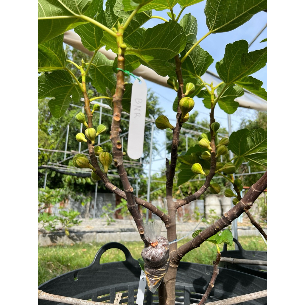 กิ่งสด มะเดื่อฝรั่ง (สำหรับปักชำ-ติดตา-เสียบยอด) รวมสายพันธุ์ เลือกซื้อใน “ตัวเลือกสินค้า” - รูปที่ 2