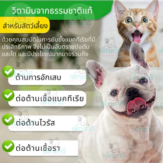 Oimmal Natural Antibiotic วิตามินลดบวม ลดแดง ต้านการอักเสบ แบคทีเรีย เชื้อรา ฟื้นฟูร่างกาย สุนัข แมว