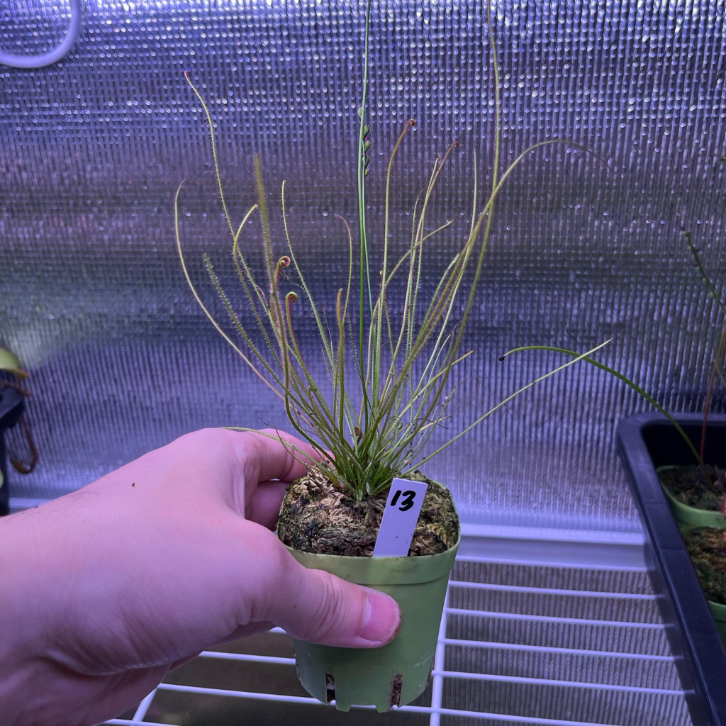 🔥New หยาดน้ำค้างDrosera x hybrida   (Drosera filiformis x intermedia)