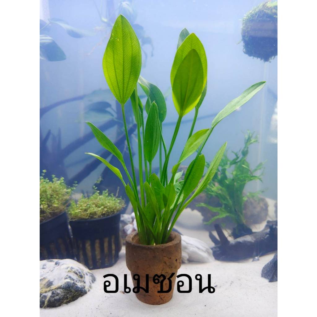 อเมซอน ไม้น้ำ แต่งตู้ปลา หรือ อ่างบัว ปลูกง่าย เขียวสด โตเร็ว ใส่กระถางดินเผาสีส้ม พร้อมปลูก
