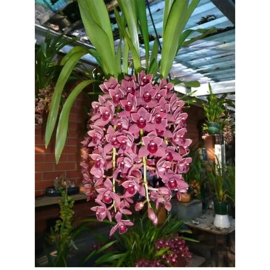 กล้วยไม้ซิมบิเดียมสีชมพูกะปิ 1 ต้นหุ้มขุย 💐นำไปปลูกลงในกระถางเอง💐กล้วยไม้หายาก ดอกสวยเป็นพวง😍