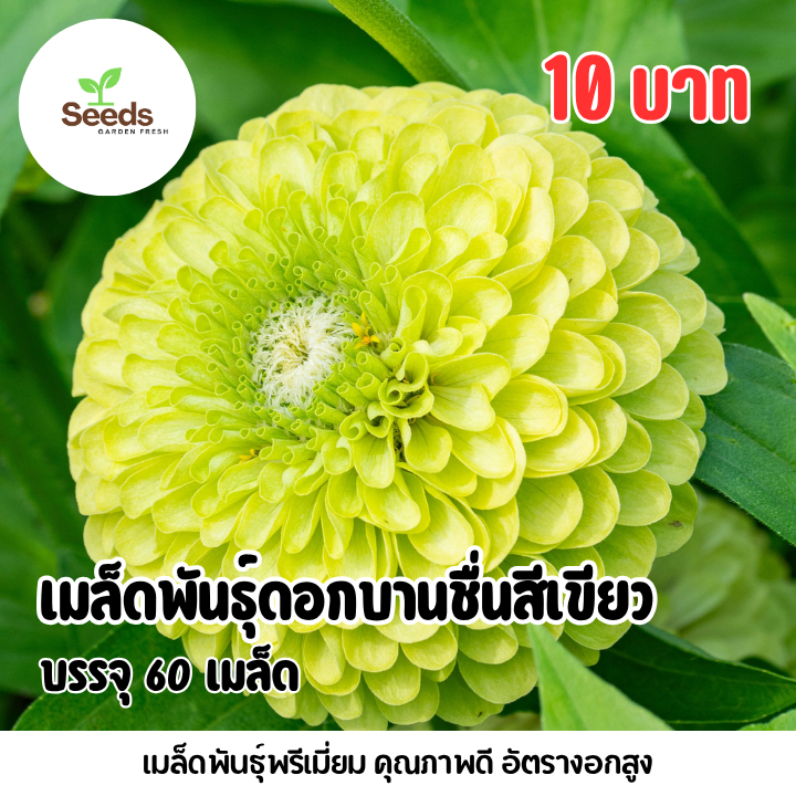เมล็ดพันธุ์ ดอกบานชื่นกลีบซ้อนสีเขียว บรรจุ 60 เมล็ด