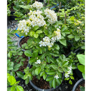 แก้วพวงดวงใจ ดอกเป็นพวงใหญ่ สวยและหอมมาก Murraya, Orange Jasmine