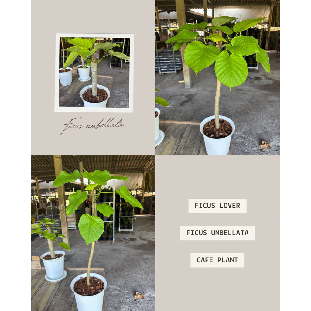 ☘️☘️ไทรอัมเบลล่า หรือไทรใบหัวใจ Ficus umbellata ฟอร์มสวยพร้อมกระถางขาวและถาดรอง ☘️☘️