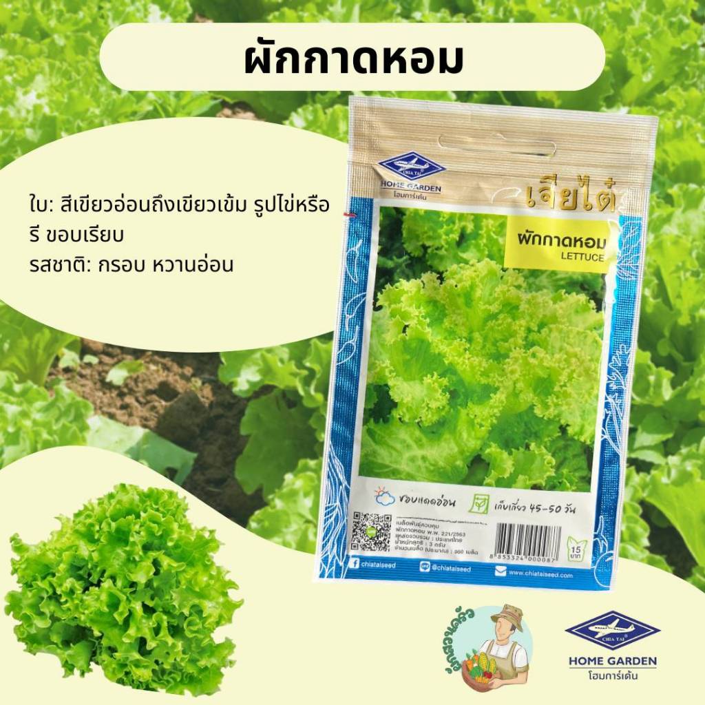 ผักกาดหอม (ผักสลัด) CT/OP-018 ผักซองเจียไต๋ ผักกาด เมล็ดพันธุ์ผัก เมล็ดพืชผักสวน