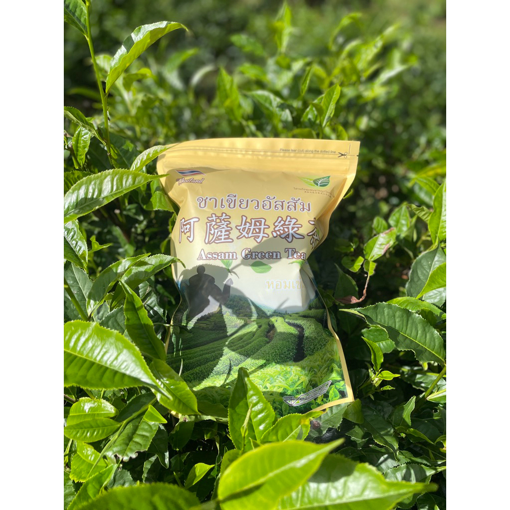 โฉมใหม่!ชาเขียวอัสสัมแท้100% Assam Green Tea阿薩姆綠茶 ขนาด500g  (หอมเข้มชุ่มคอ)