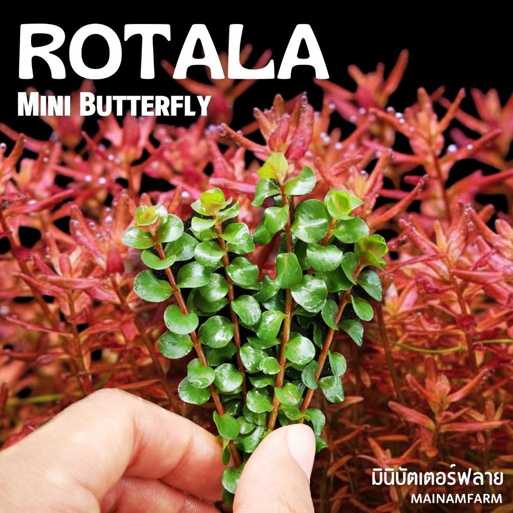 โรทาล่า มาครานด้า/มินิบัตเตอร์ฟลาย – ROTALA MACRANDRA/MINI BUTTERFLY ต้นไมน้้ำ ราคา ถูกที่สุด ดีลบีเคเค