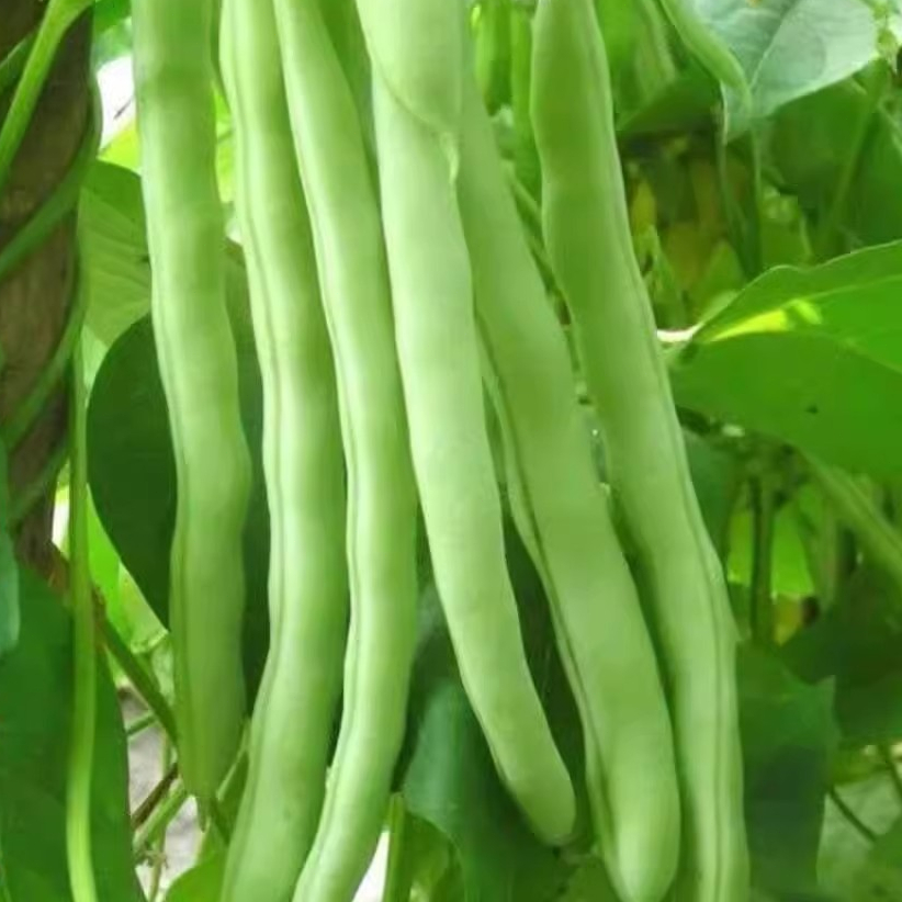 เมล็ดพันธุ์ ถั่วแขก สีเขียวFrench Bean Seeds บรรจุ 10 เมล็ดผักที่ใช้ในการปลูก ผักออร์แกนิก คุณภาพดี ปลูกง่าย - รูปที่ 3