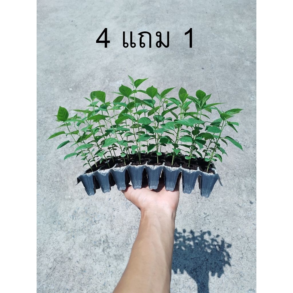 ซื้อ4ต้นแถม1ต้น ผักก้านตรง ผักคันทรง ผักแก่นทรง ผักก้านเถิง พันธุ์ยอดใหญ่ ต้นเพาะเมล็ด แข็งแรงทนทุกสภาพแวดล้อม - รูปที่ 2