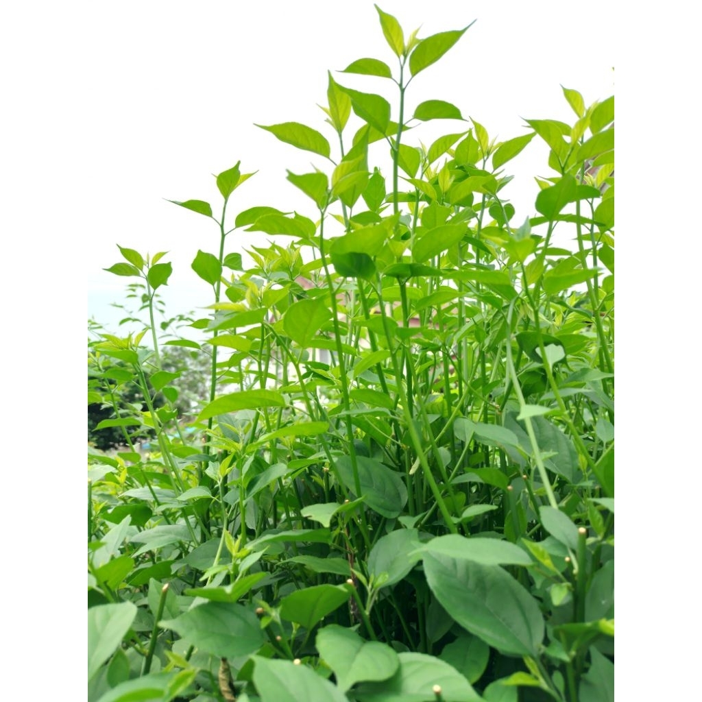 ซื้อ4ต้นแถม1ต้น ผักก้านตรง ผักคันทรง ผักแก่นทรง ผักก้านเถิง พันธุ์ยอดใหญ่ ต้นเพาะเมล็ด แข็งแรงทนทุกสภาพแวดล้อม - รูปที่ 6