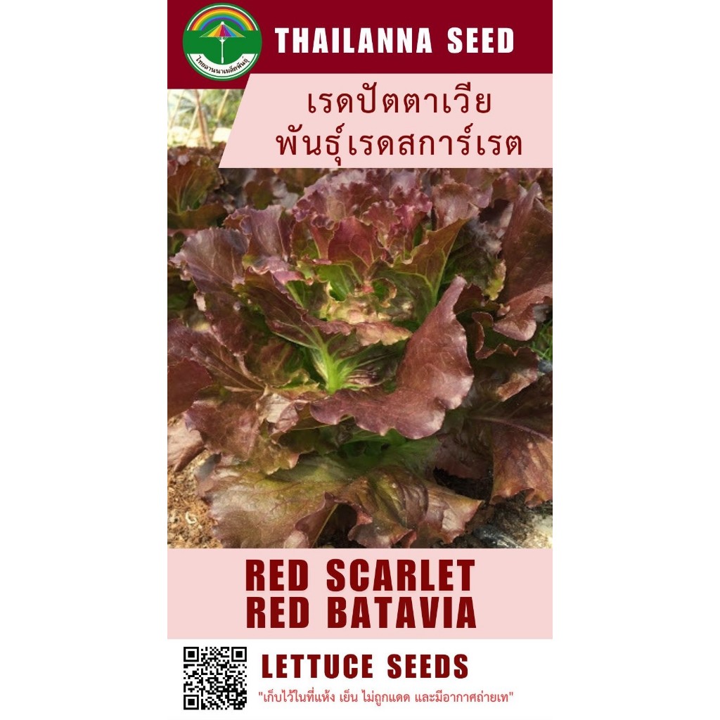 เมล็ดพันธุ์ผักสลัด เรดปัตตาเวีย พันธุ์เรดสการ์เรต ( ขนาด 0.5 กรัม ) ( เมล็ดเปลือย ) รหัสสินค้า 3029