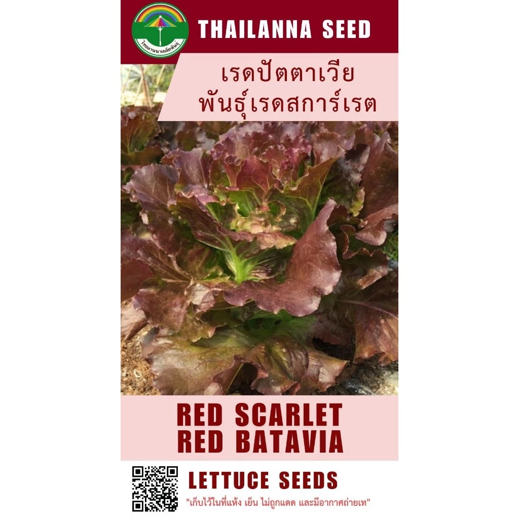เมล็ดพันธุ์ผักสลัด เรดปัตตาเวีย พันธุ์เรดสการ์เรต ( ขนาด 0.5 กรัม ) ( เมล็ดเปลือย ) รหัสสินค้า 3029