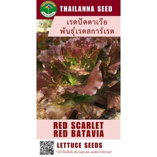 เมล็ดพันธุ์ผักสลัด เรดปัตตาเวีย พันธุ์เรดสการ์เรต ( ขนาด 0.5 กรัม ) ( เมล็ดเปลือย ) รหัสสินค้า 3029