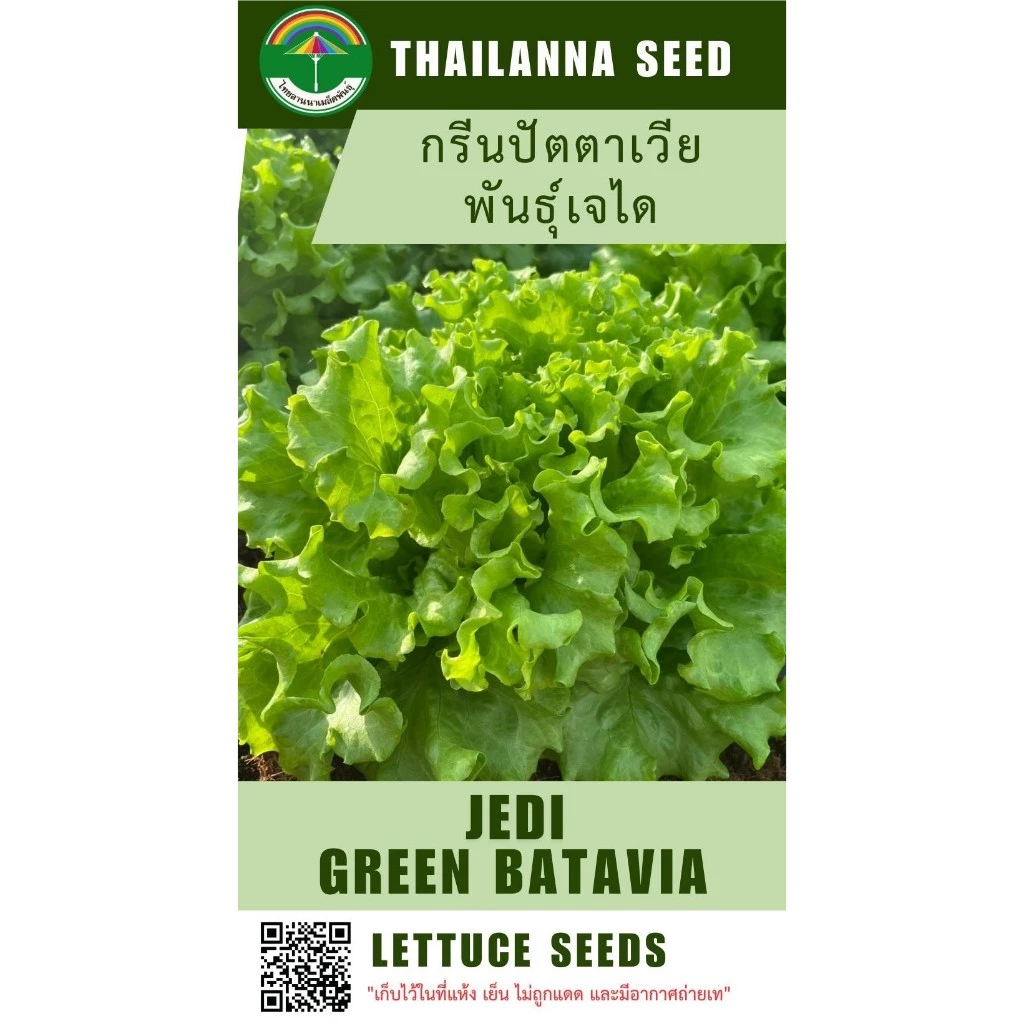 เมล็ดพันธุ์ผักสลัด กรีนปัตตาเวีย พันธุ์เจได ( ขนาด 0.5 กรัม ) ( เมล็ดเปลือย ) รหัสสินค้า 3028