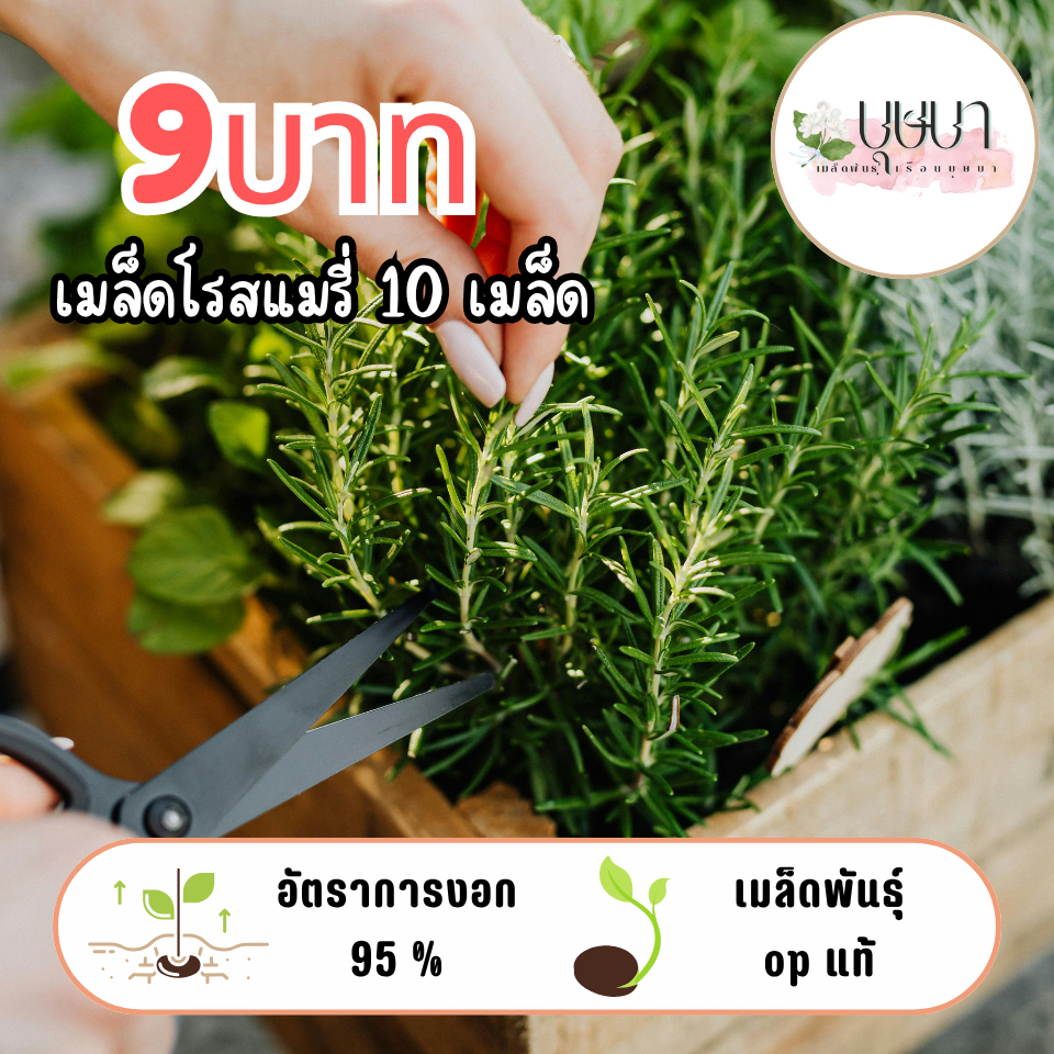 เมล็ดโรสแมรี่ 10 เมล็ด 9บาท