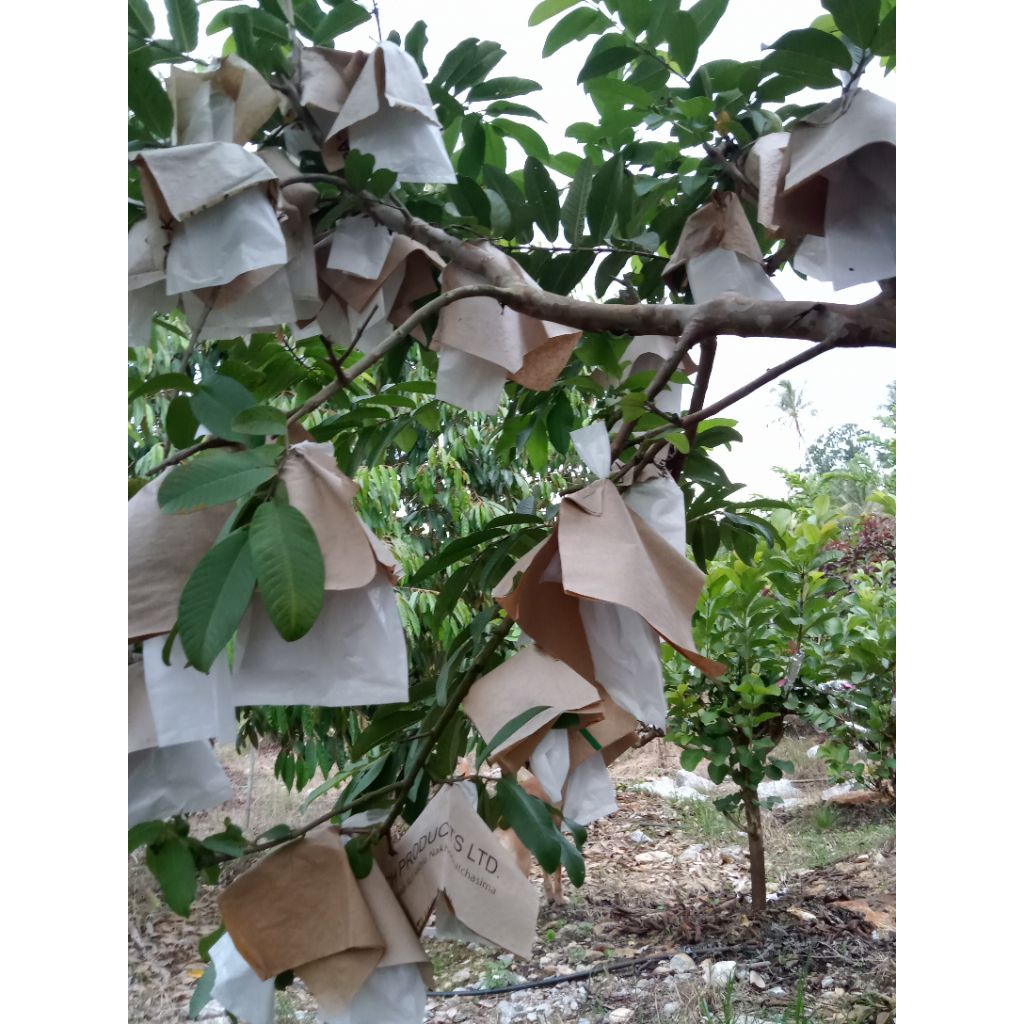 ฝรั่งไส้แดงหงส์จ้วนสือต้นเสียบยอดสูง40-60เซ็นต้นเสียบยอดสายพันธุ์แท้100% - รูปที่ 5