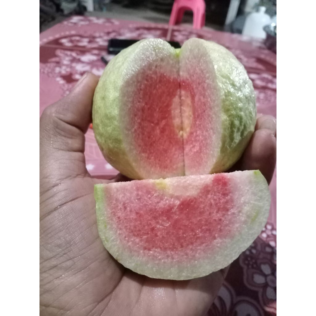 ฝรั่งไส้แดงหงส์จ้วนสือต้นเสียบยอดสูง40-60เซ็นต้นเสียบยอดสายพันธุ์แท้100% - รูปที่ 3