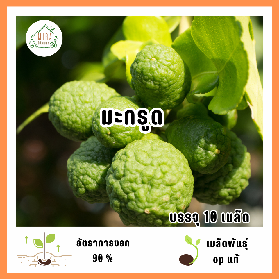 เมล็ดพันธุ์มะกรูด 10 เมล็ด