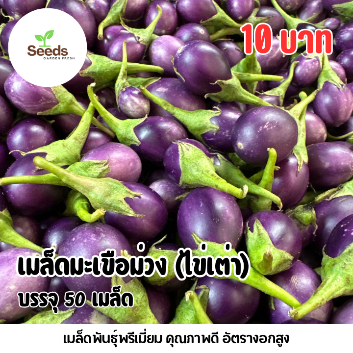 เมล็ดมะเขือม่วง (ไข่เต่า) บรรจุ 50 เมล็ด