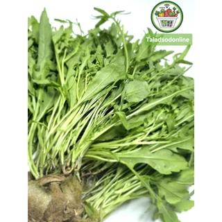 ไวด์ร็อคเก็ต ผักสลัด Wild Rocket ไฮโดรโปนิกส์ สด สะอาด รับประกันคุณภาพ