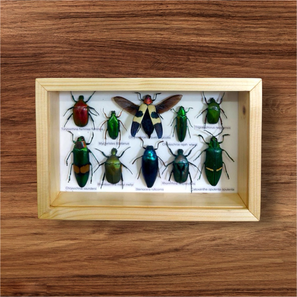 แมลงทับสต๊าฟรวม 10ตัว(Real Insect Wood Frame)