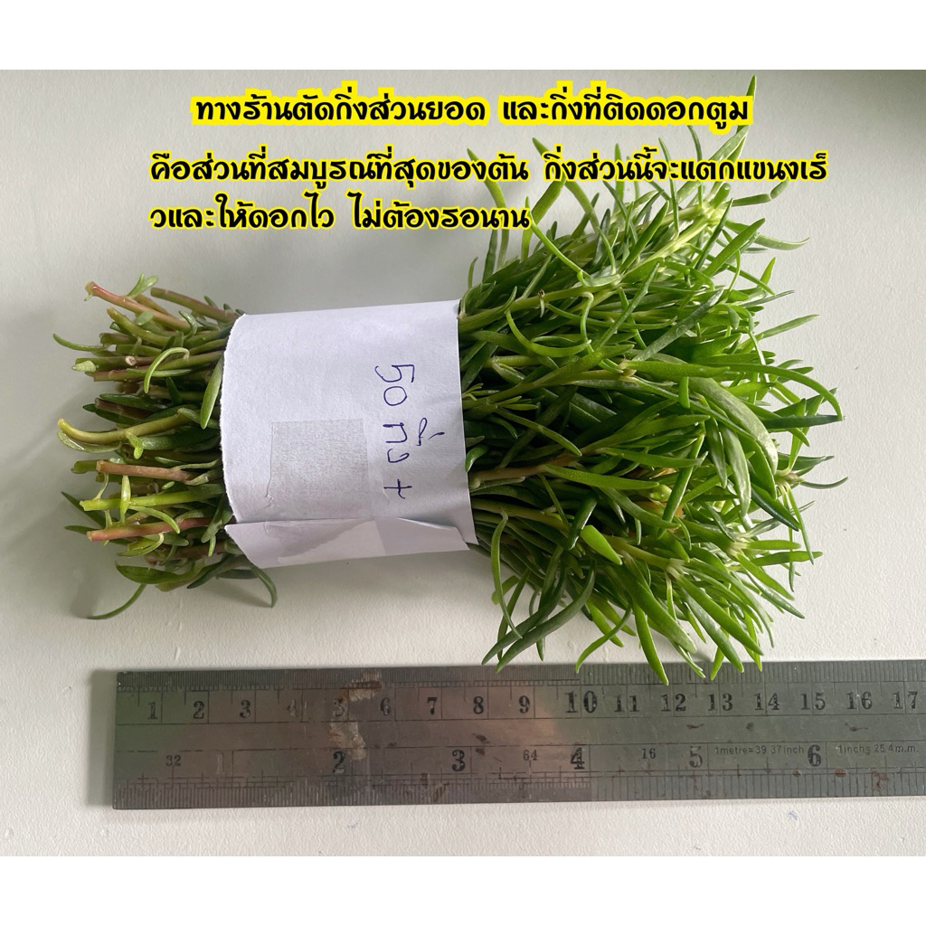 ต้นคุณนายตื่นสาย แพรเซี่ยงไฮ้ 50กิ่ง ดอกใหญ่กลีบดอกซ้อน(ตัดกิ่งสดส่วนยอด คละทุกสี)ความยาวกิ่ง10-12ซม. - รูปที่ 7