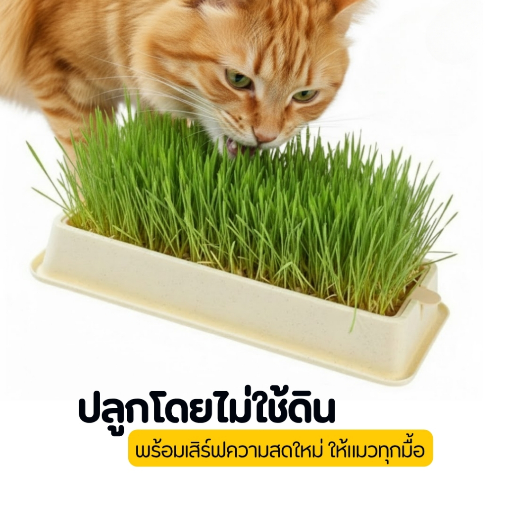 [PetParadise.th] ชุดปลูกต้นอ่อนข้าวสาลี ถาดปลูกหญ้าแมว ข้าวสาลีแมว ปลูกง่าย ไม่ใช้ดิน หญ้าแมว ออร์แกนิค ราคา ถูกที่สุด ดีลบีเคเค แกลเลอรีภาพที่ 6