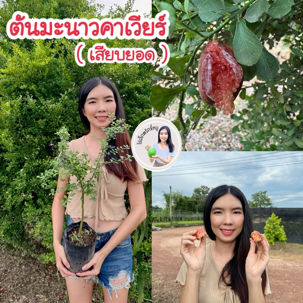 #ต้นมะนาวคาเวียร์ พันธุ์แท้100% สีแดง (เสียบยอด) สูงราว30-40เซน