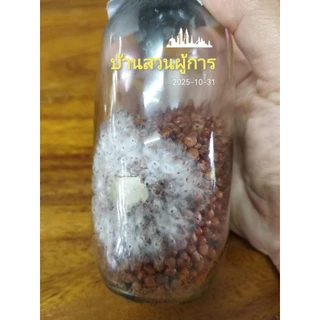 เชื้อเห็ดนางฟ้าภูฎาน นางรมเทา หูหนู ฮังการี่ ขอนขาว นางรมทอง เชื้อเห็ดในเม็ดข้าวฟ่าง เชื้อเห็ดพร้อมหยอด ใช้กับก้อนฟางได้