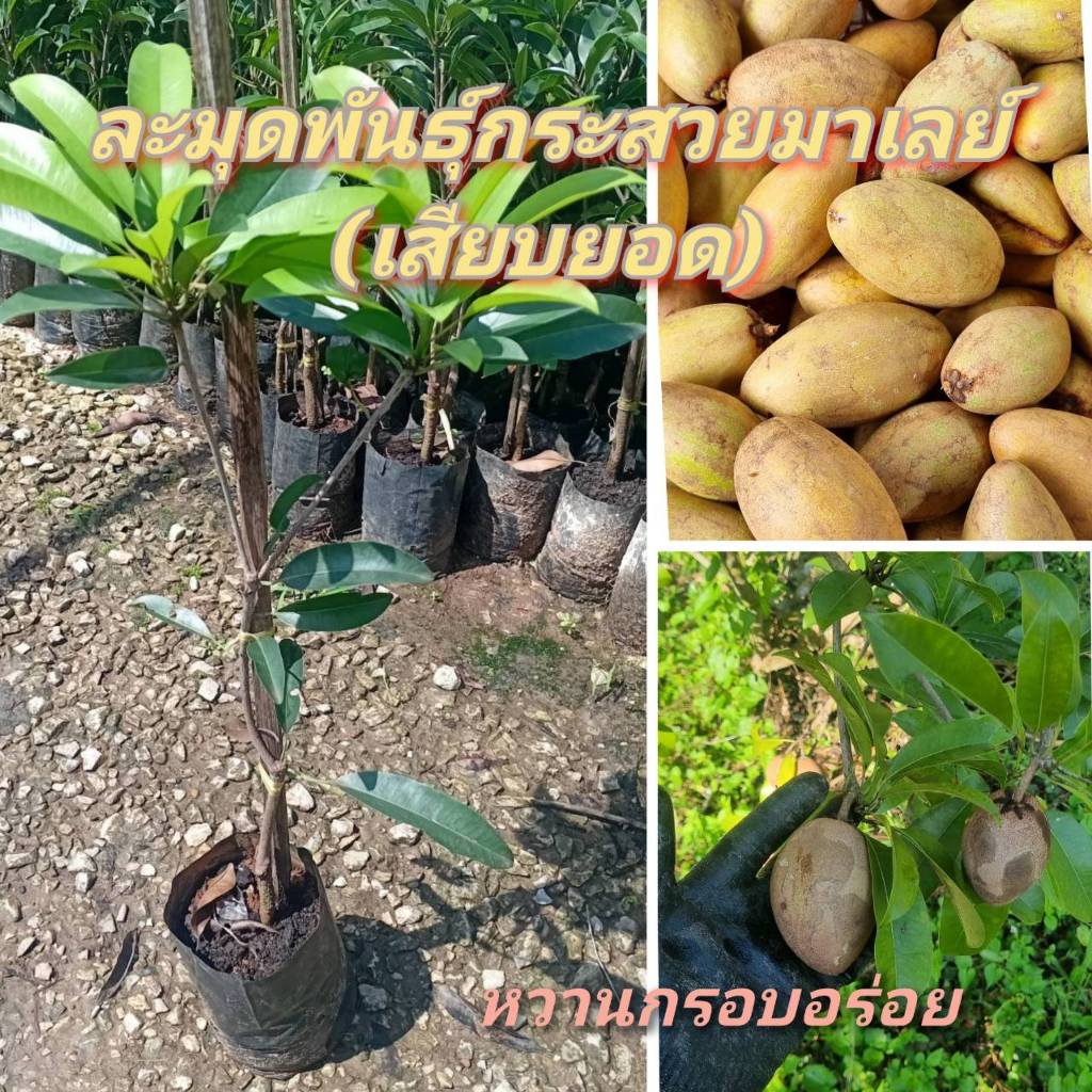 ละมุดพันธุ์กระสวยมาเลย์/ตันพันธุ์เสียบยอด/สูง40-60 ซม/ รสชาติหวานกรอบ