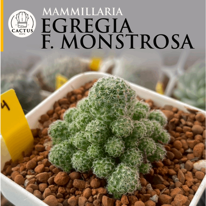 🌚Mammillaria egregia f. monstrosa🌚 ไม้เมล็ด กระถาง 2 - 2.8 นิ้ว